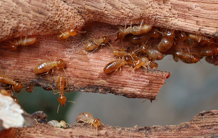 Termites eating through wooden structure.