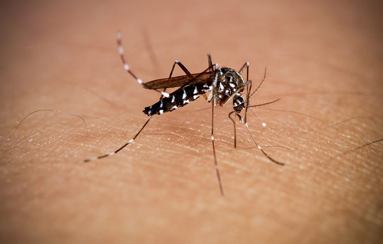 Mosquito on skin, close-up view.