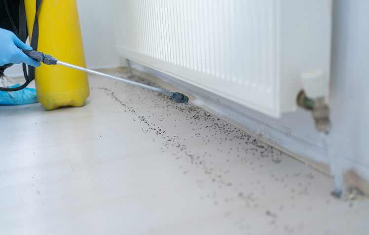 Pest control spraying near radiator on floor.